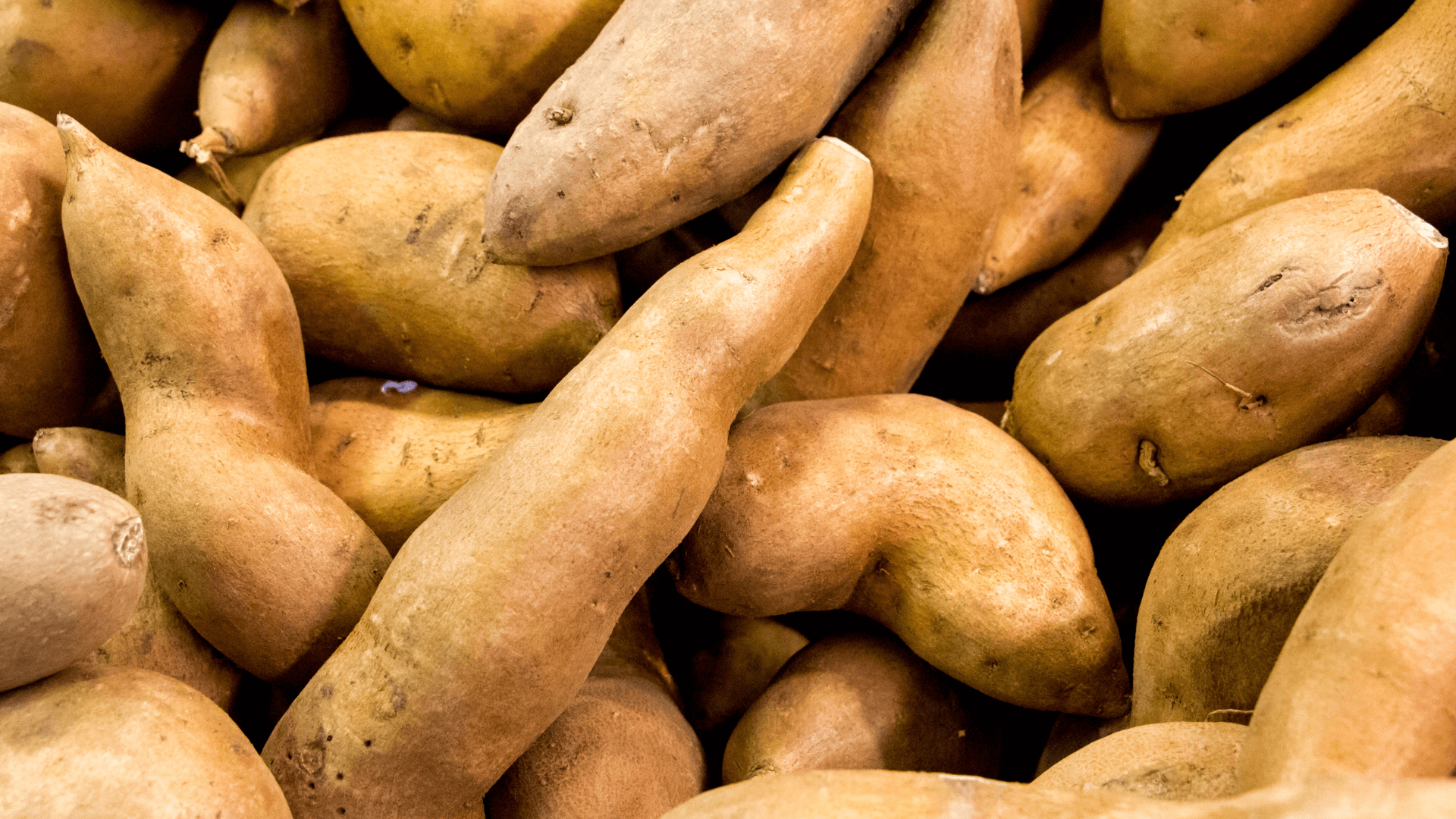 Honey Sweet Potato (Cilembu)